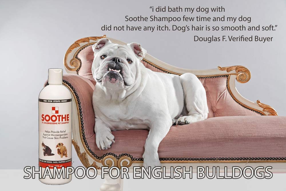 English Bulldog Shampoo Poster