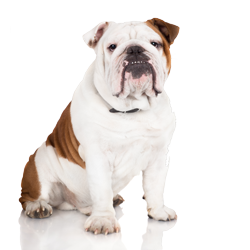 Shampoo for English Bulldogs Model