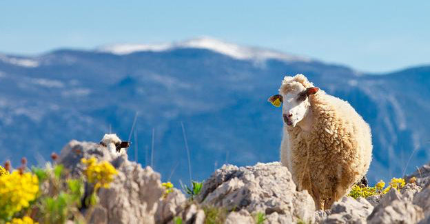 Pag Island: The Unexpected Home of an Award-Winning Sheep's Cheese