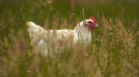 Sutton Hoo free range chicken