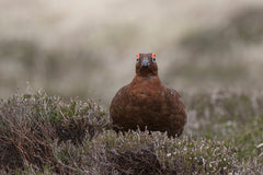 Wild grouse