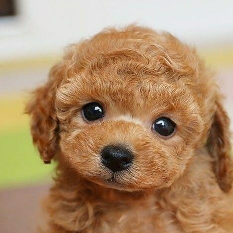 brown teddy dog
