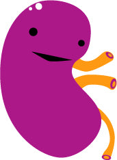 kidney-how-it-works