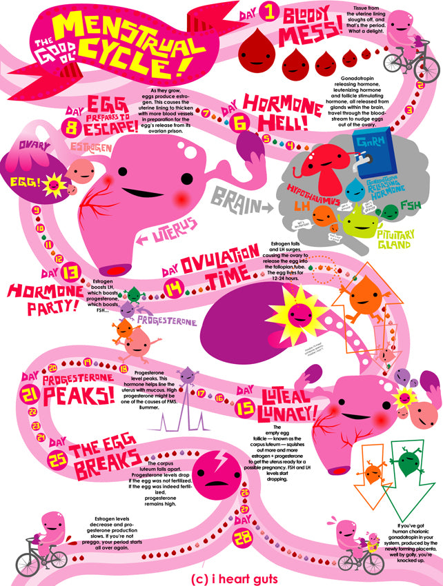 menstrual-cycle-iheartguts