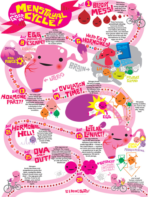 menstrual-cycle-poster