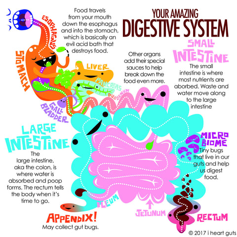 Amazing Digestive System – I Heart Guts