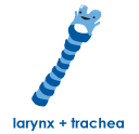 Trachea + Larynx – Heavy Breathers