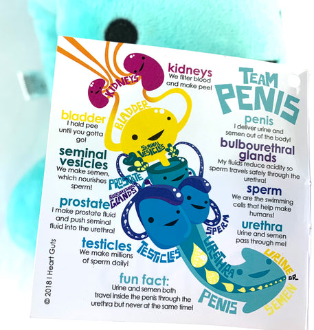 Penis - What It Does - Penis Anatomy - Penis Parts