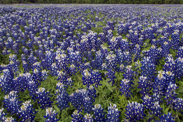 Field of bluebonnet flowers
