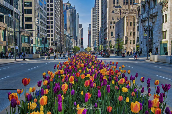 Tulips in Chicago