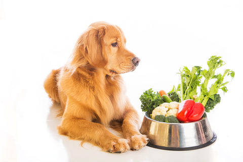 Healthy Pet Food