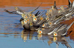 cockatiels