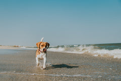 dog running on beach at ocean