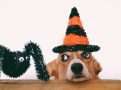 Corgi with Halloween hat and sparkly spider