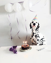 Dalmatian with birthday cake balloons and party hat