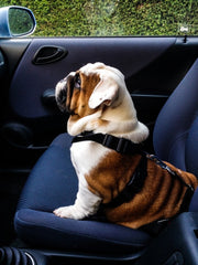 dog buckled in car