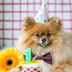 Pomeranian with birthday cake