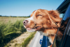 Dog with head out car window while driving
