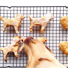 dog snout eating a homemade treat off a cooling rack