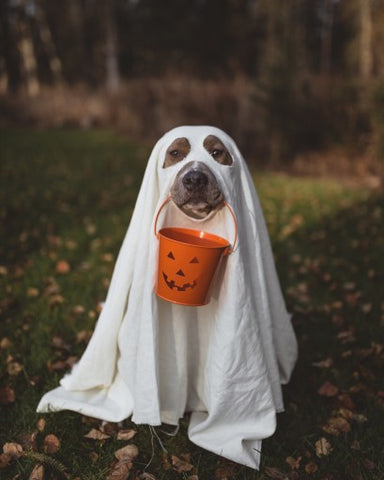 dog as ghost with treat bucket
