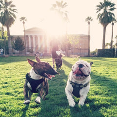 dogs running at dog park