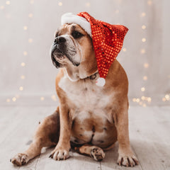 bulldog in Santa hat