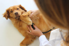 vet with a stethoscope and dog