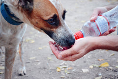 dog drinking water on a walk