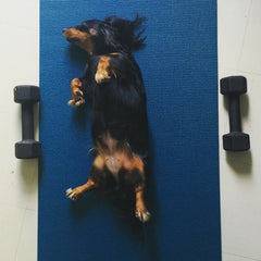 dog on yoga mat with weights
