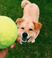 dog waiting for tennis ball