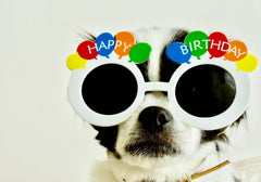 Dog wearing happy birthday sunglasses