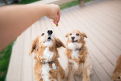dog jumping for a treat
