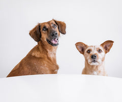 dogs sitting at table for photo