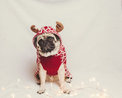 pup dressed in holiday sweater