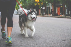 husky on a walk with owner