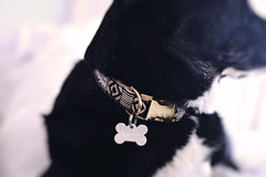 black dog neck close up of dog tag and patterned collar