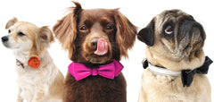 three dogs wearing luxury leather dog collars
