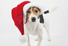 Jack Russell Terrier wearing a Santa hat