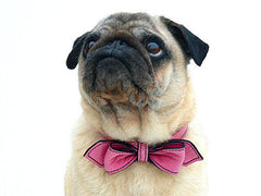 pug wearing a pink bowtie leather dog collar