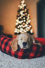 puppy sleeping in front of Christmas tree