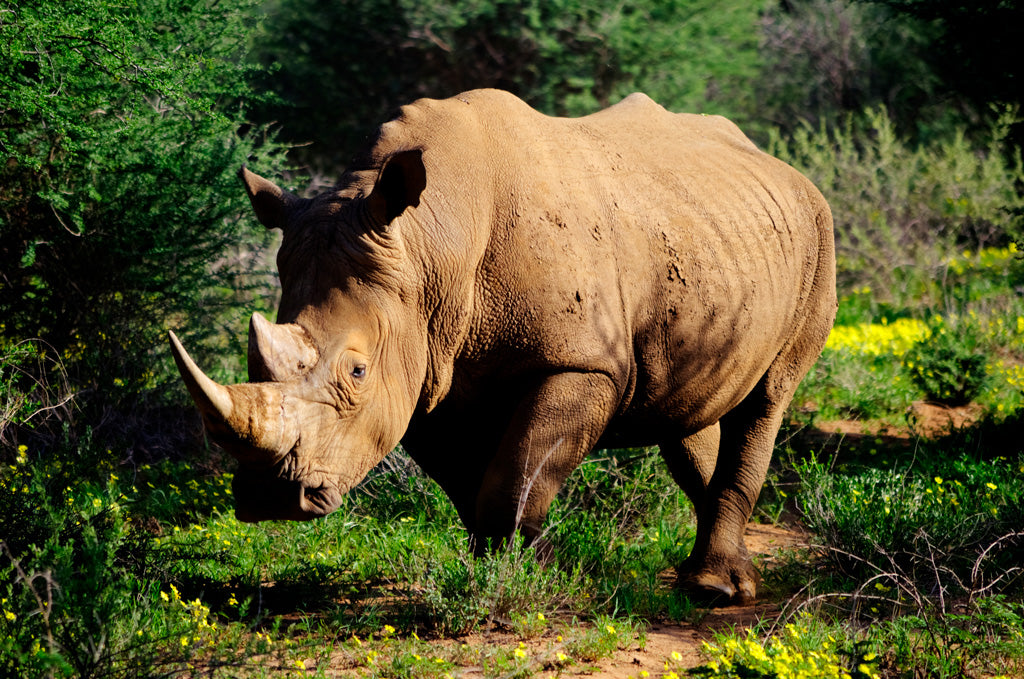 Rhinoceros in Nature