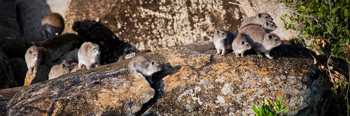 hyrax family on rocks