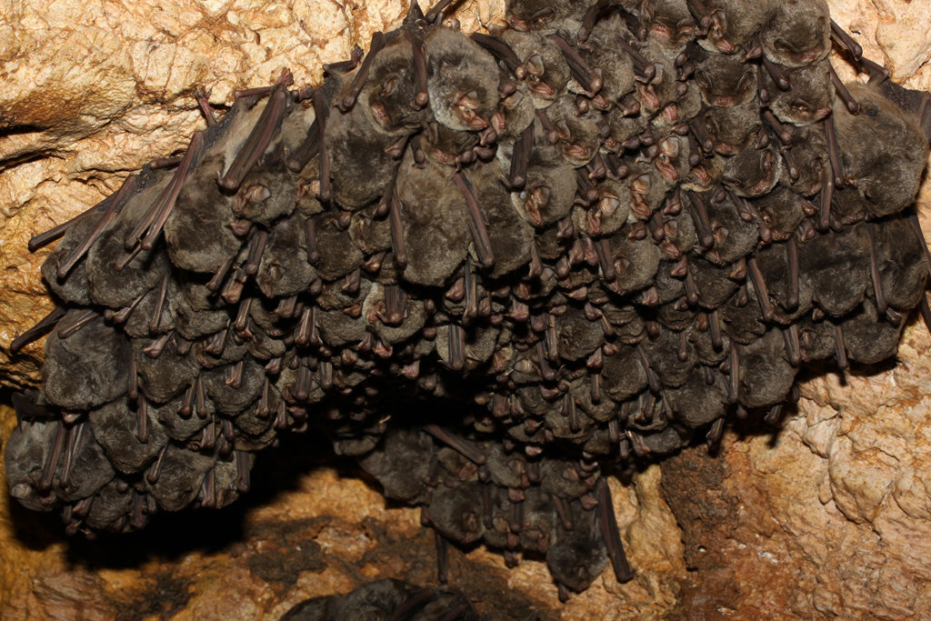 Bats in Cave
