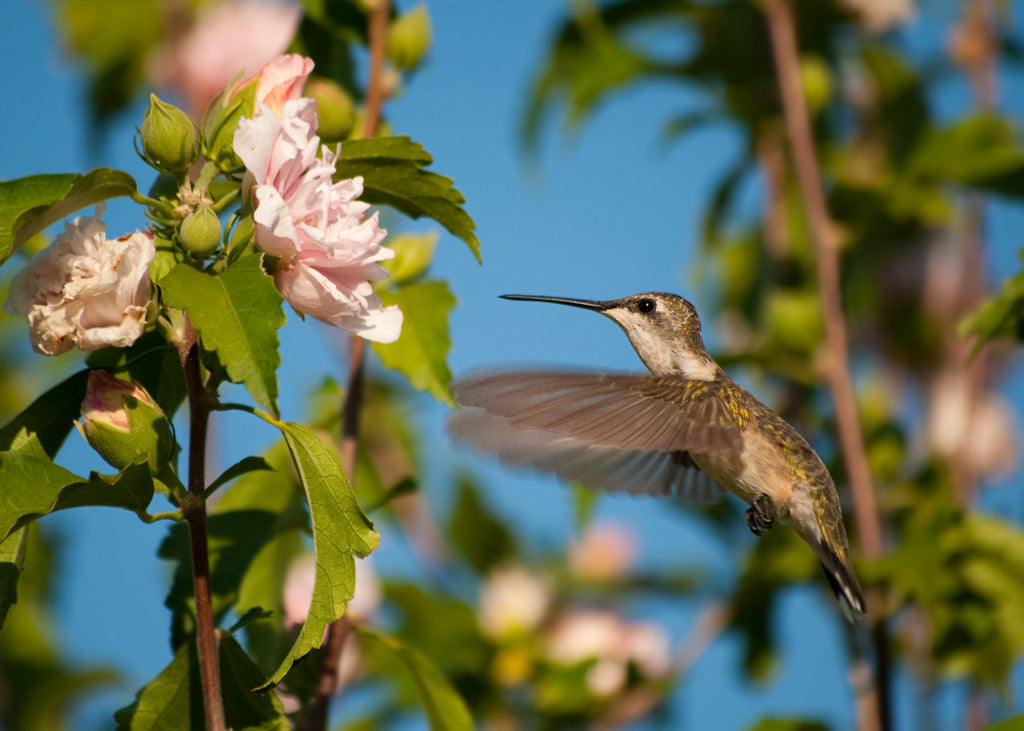 Hummingbird sipping nectar