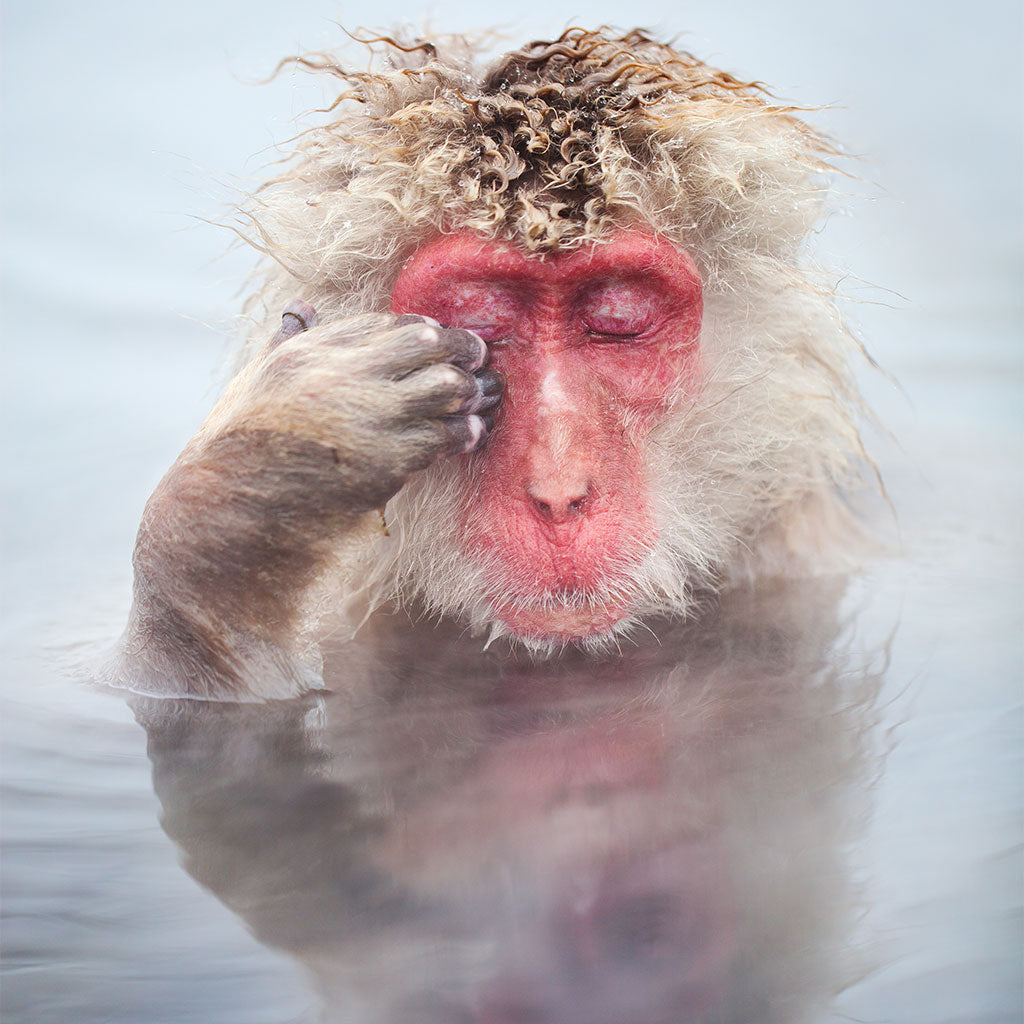 Macaque in Hotspring