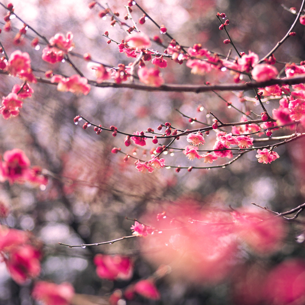 Plum Blossoms