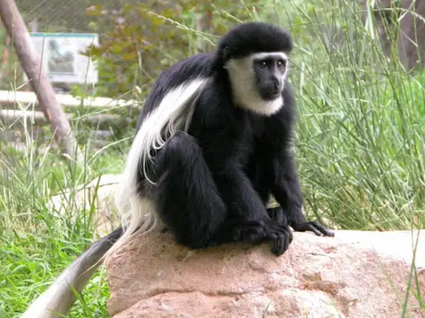 Colobus Monkey