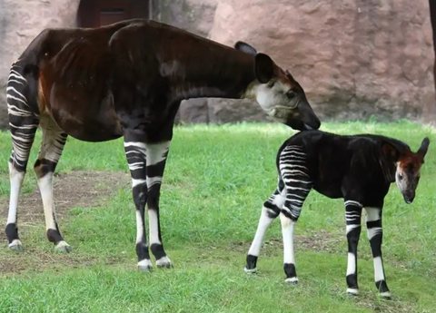 Okapi