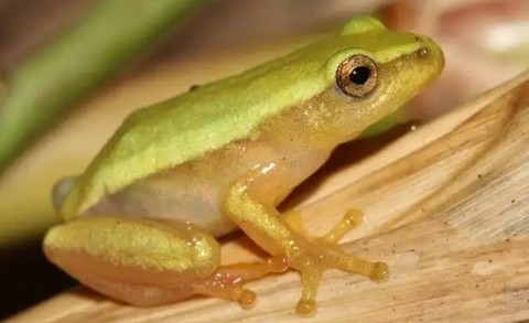 Pickersgill’s Reed Frog