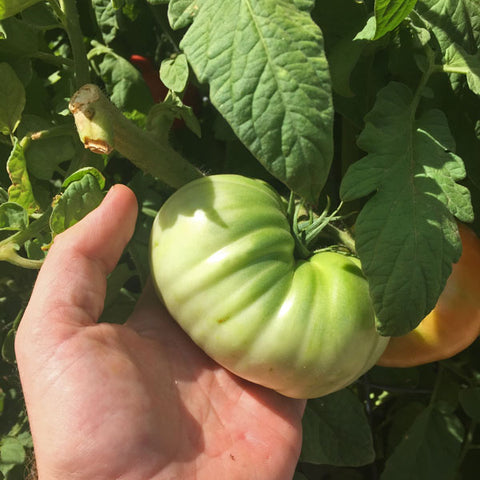 Tomatoes on their way to becoming delicious